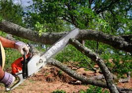 Best Commercial Tree Services  in Lifornia Polytechnic State University, CA